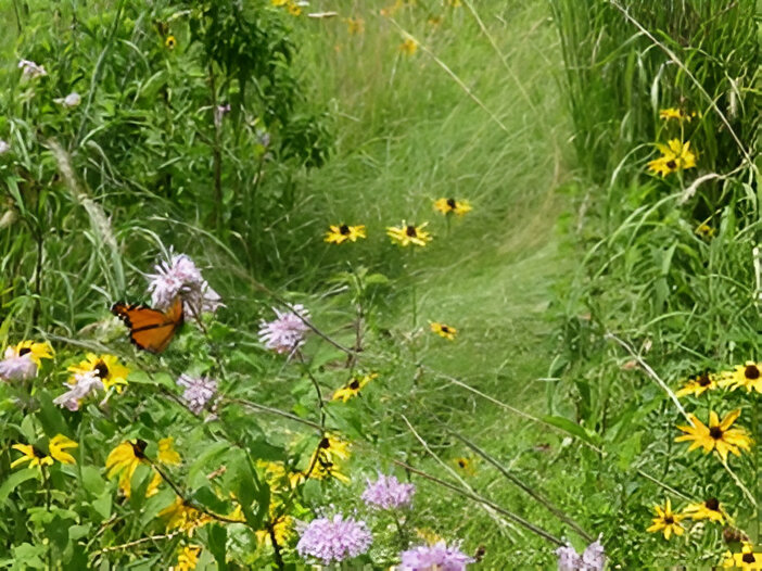 Monarch butterfly in a wildflower meadow.