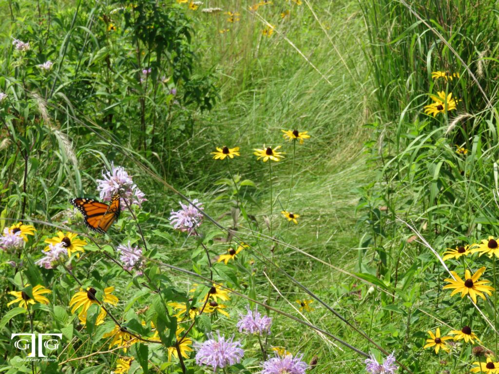 A butterfly is flying over some flowers in the grass.
