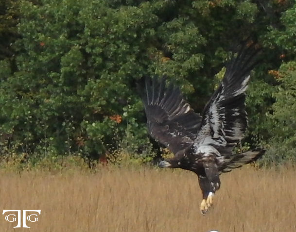 A bird flying over the ground in an open field.