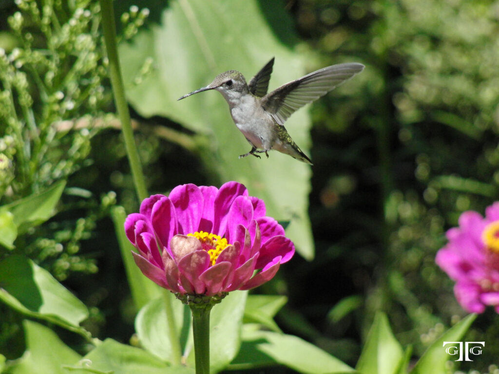A hummingbird flying over a flower in the garden.