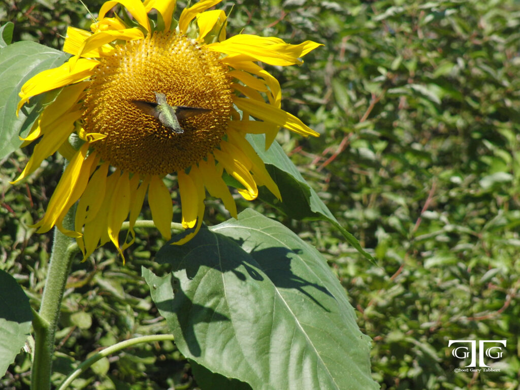 A yellow flower with green leaves in the background.
