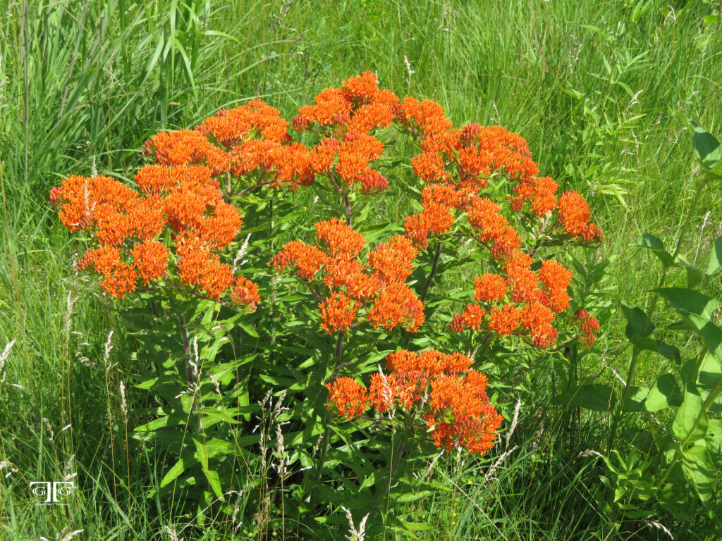 A close up of orange flowers in the grass.
