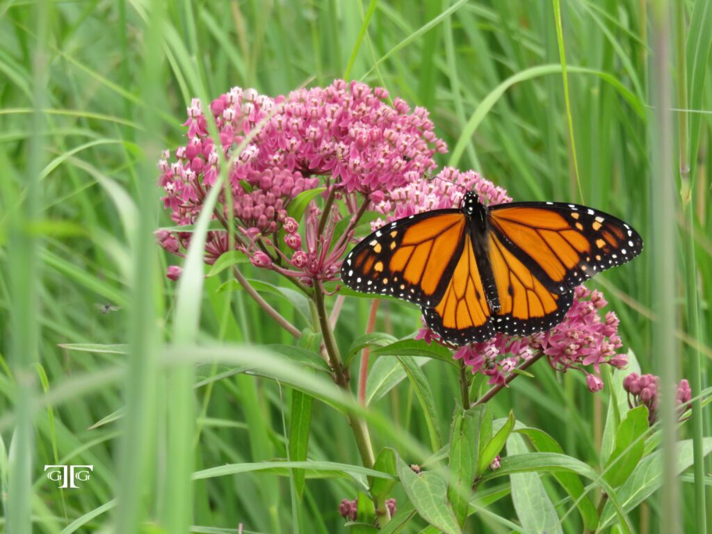 A butterfly is sitting on the flower of a plant.