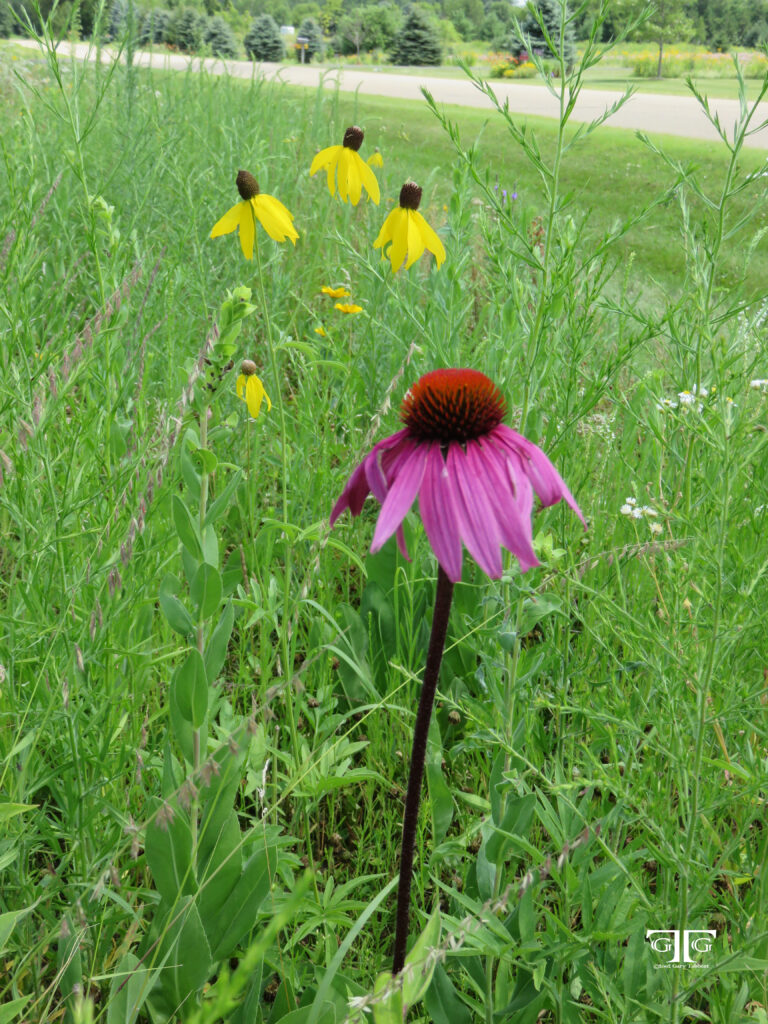 A purple flower in the middle of some grass