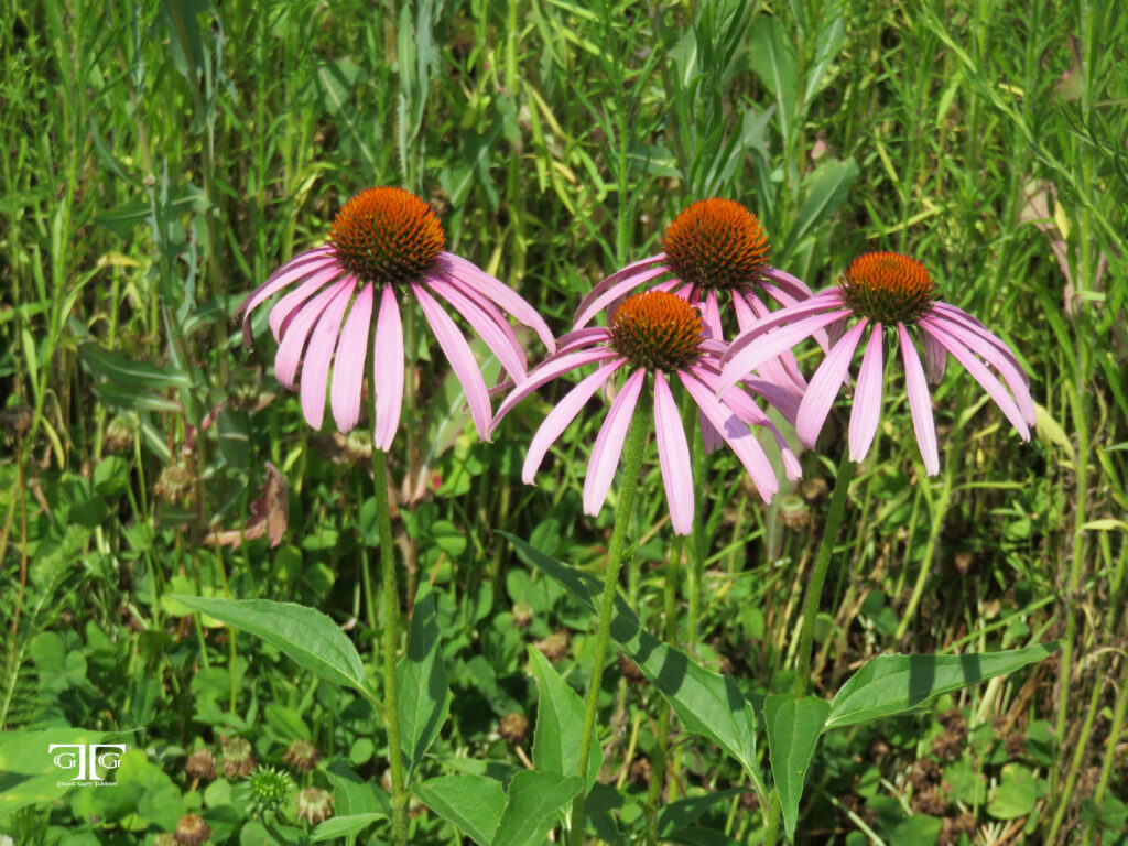 Three purple flowers in a field of green grass.