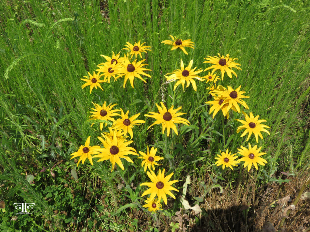 A group of yellow flowers in the grass.