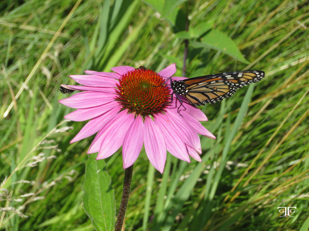 A butterfly is sitting on the flower of an echinacea plant.