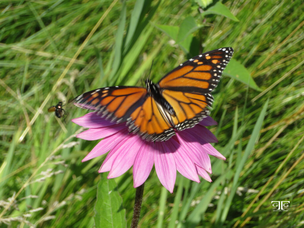 A butterfly is sitting on the flower of a pink flower.