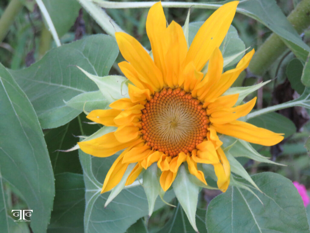 A sunflower with yellow petals and green leaves.