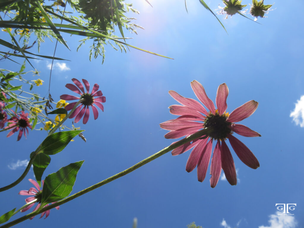 A pink flower is in the sky and some leaves
