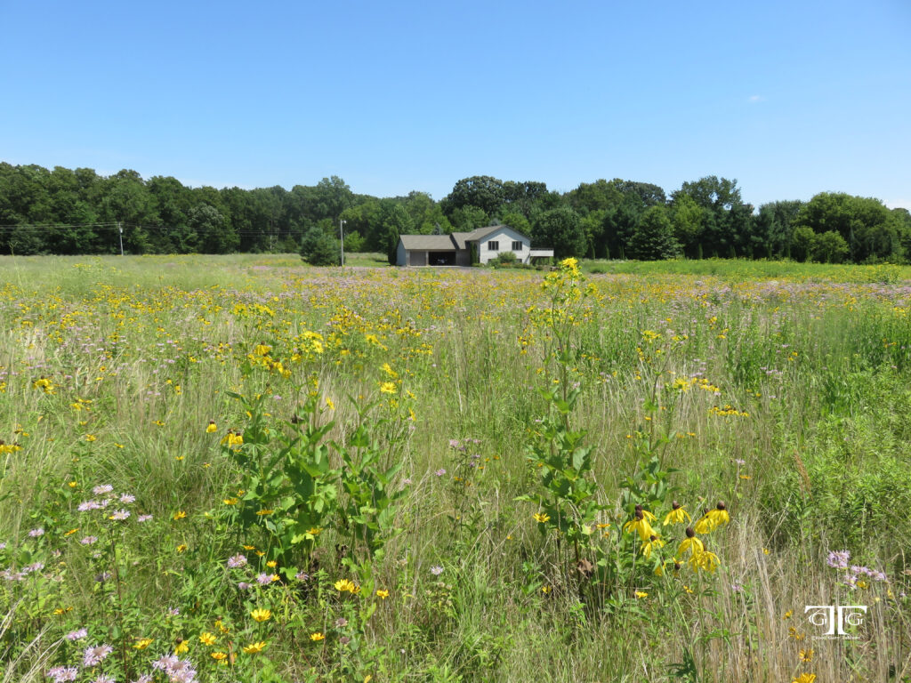 A field with flowers and trees in the background.