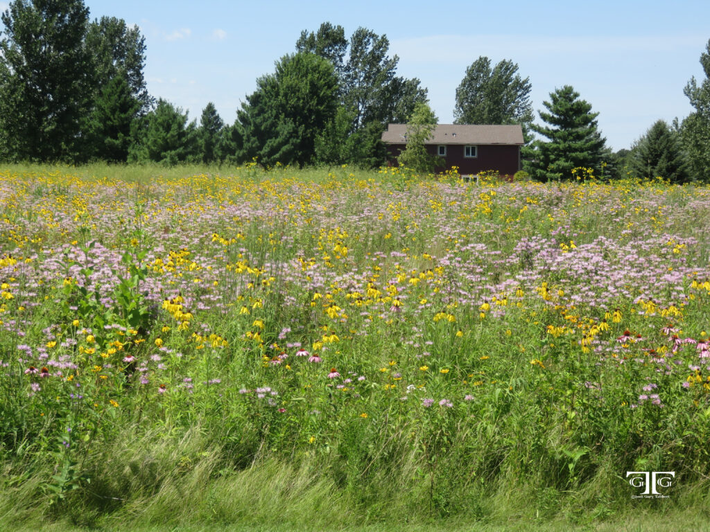 A field of flowers with trees in the background