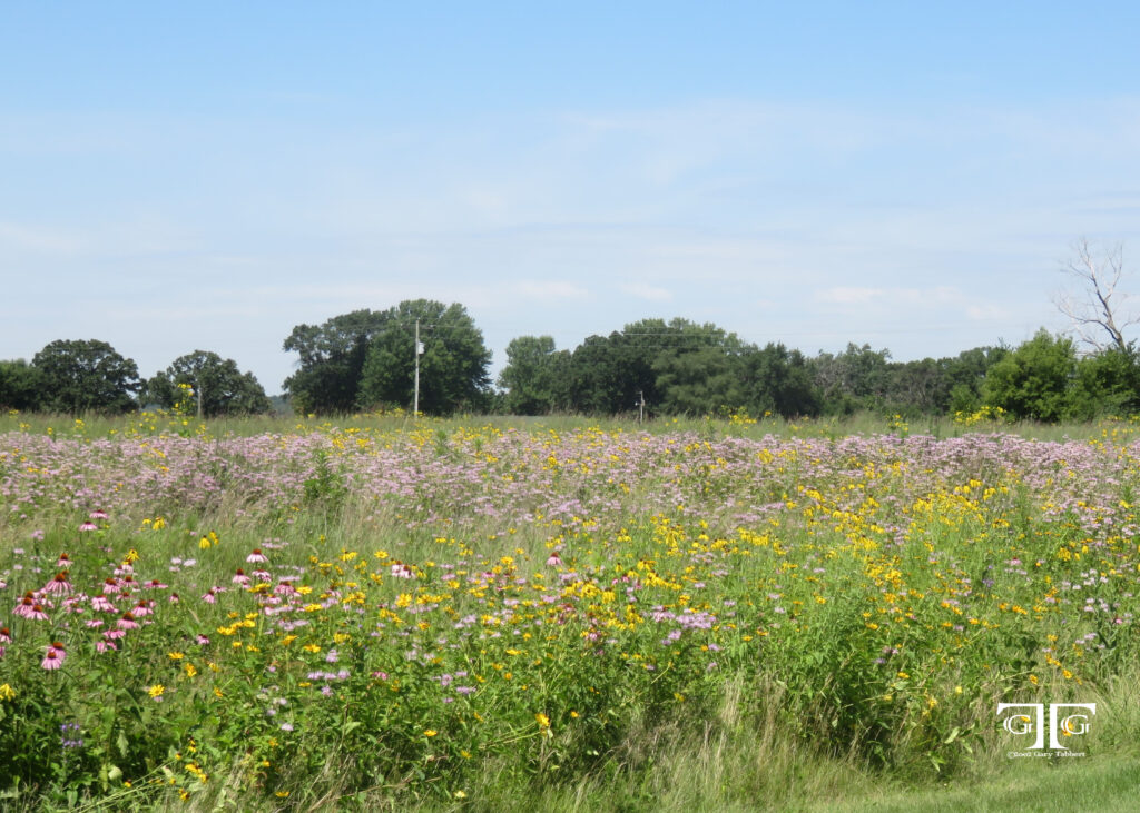 A field of flowers with trees in the background.
