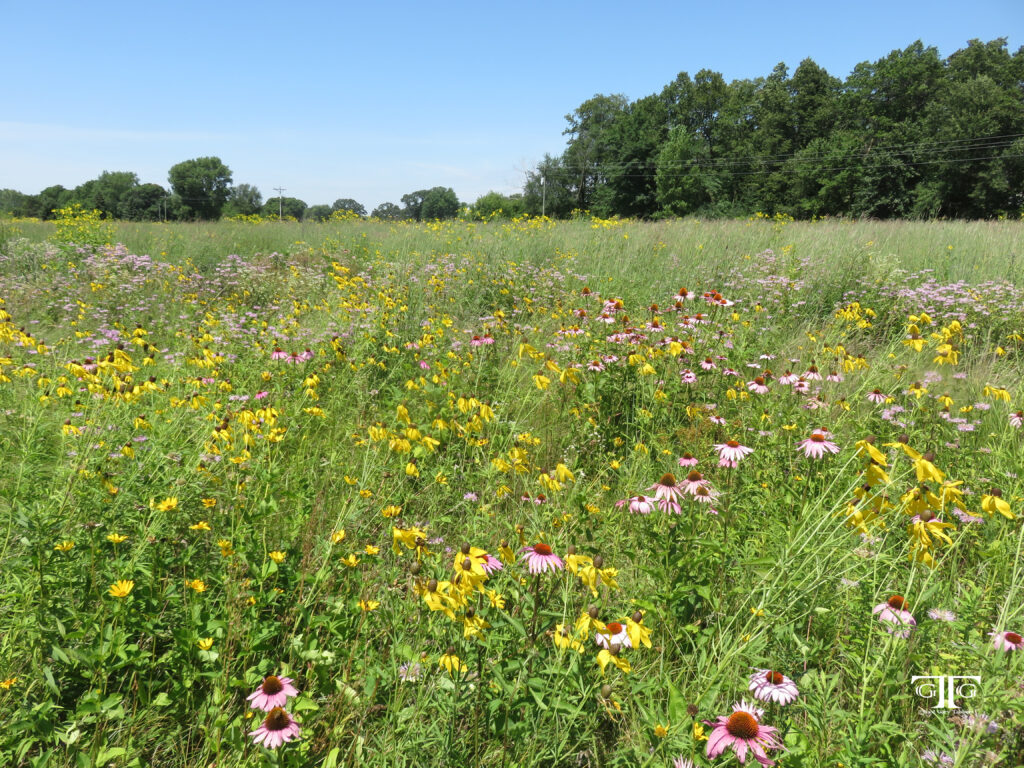 A field of flowers in the middle of a forest.