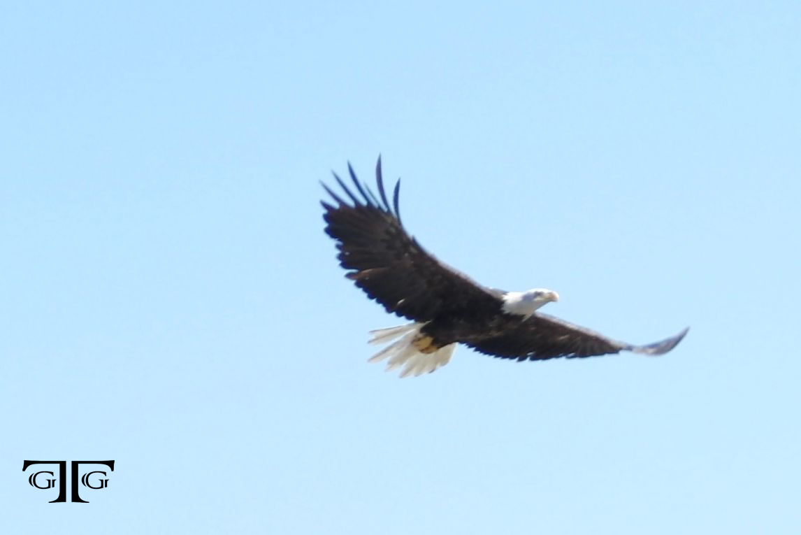 A bald eagle flying in the sky with its wings spread.